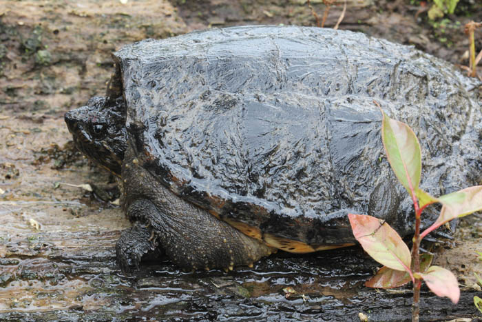 Common Snapping Turtle